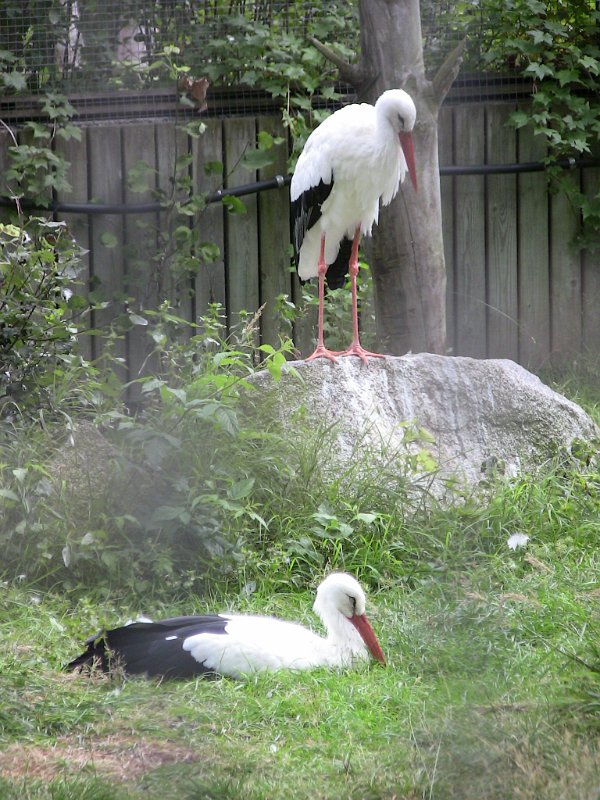 Bennas2010-0465.jpg - The White Stork